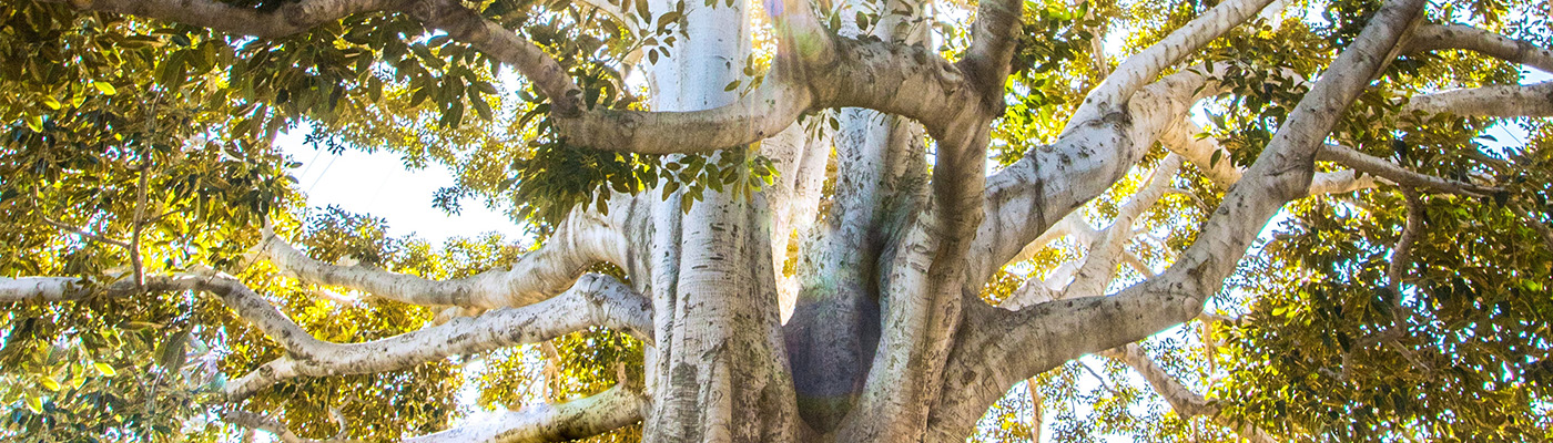 Tree A tree
